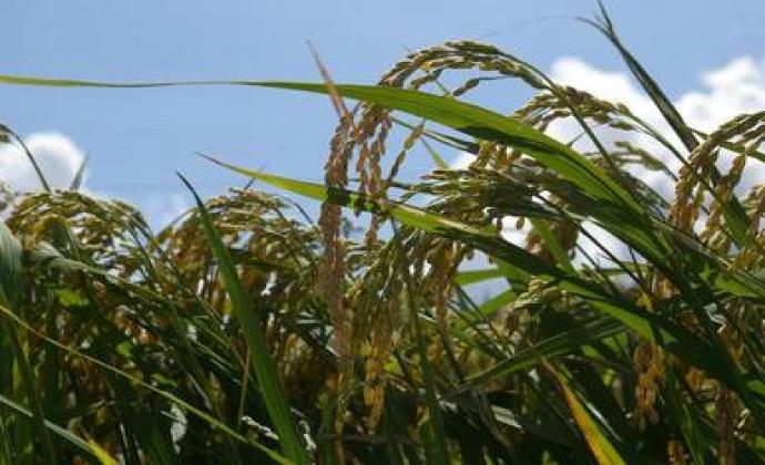 Eco-Grow Rice